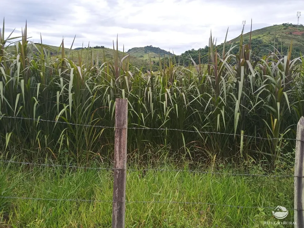 Fazenda, 37 hectares - Foto 11