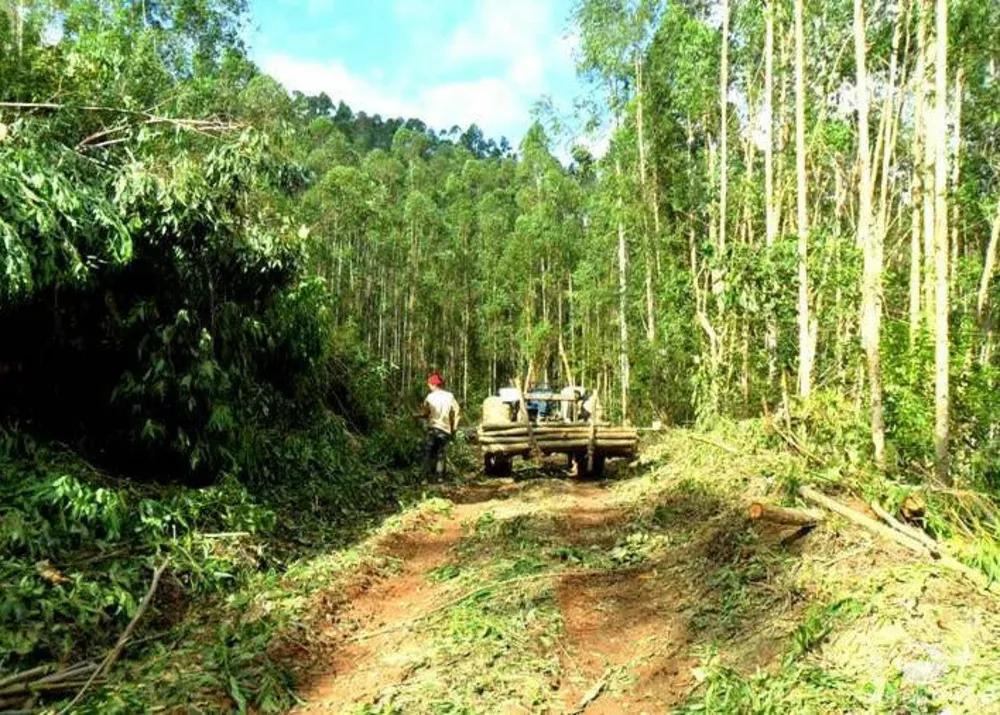 Fazenda, 89 hectares - Foto 12