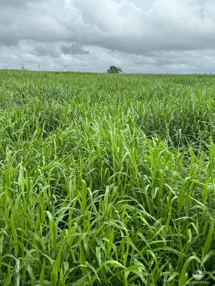 Fazenda, 3030 hectares - Foto 6