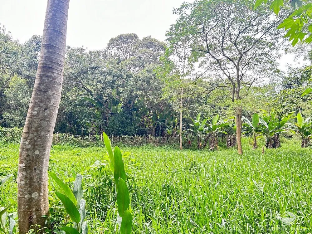Terreno, 4 hectares - Foto 15
