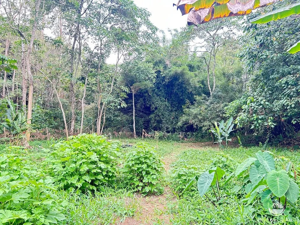 Terreno, 4 hectares - Foto 2