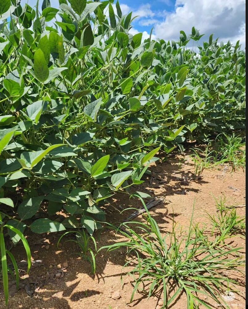 Fazenda à venda com 1 quarto, 14640000m² - Foto 1