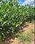 Fazenda, 1464 hectares - Foto 1