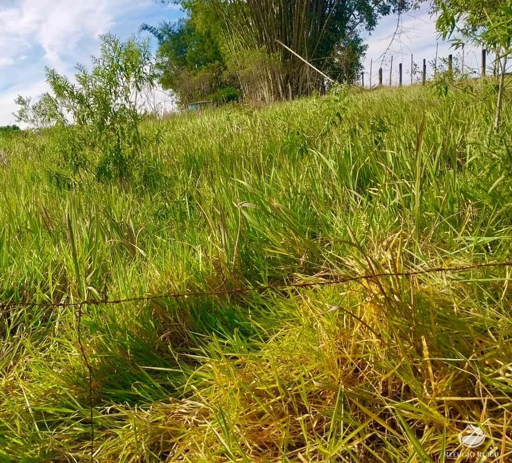 Chácara, 2 hectares - Foto 7