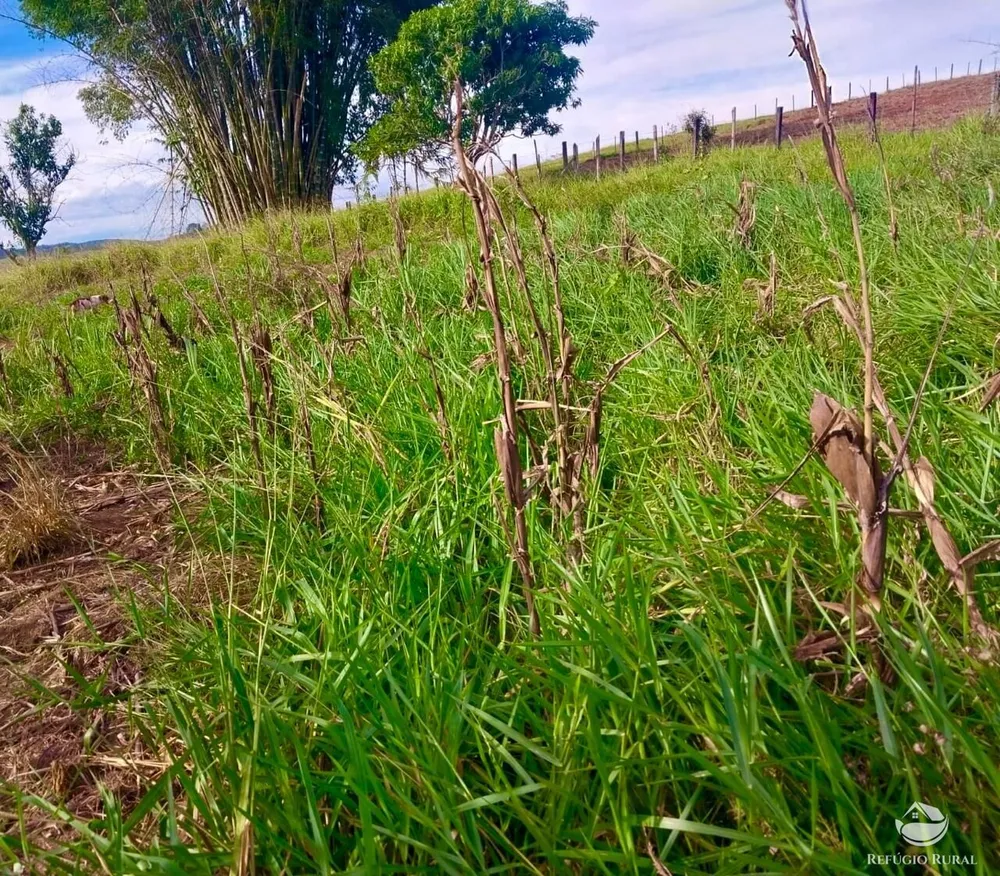 Chácara, 2 hectares - Foto 10