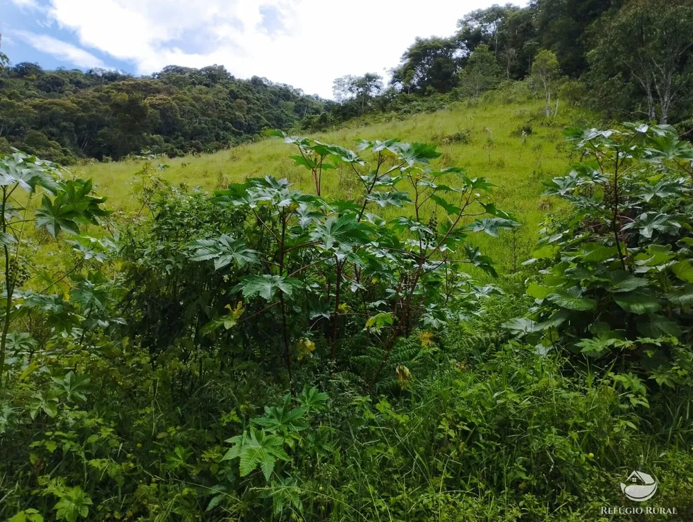 Terreno, 4 hectares - Foto 2