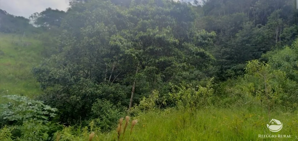 Terreno, 4 hectares - Foto 14