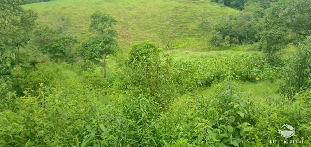 Terreno, 4 hectares - Foto 16