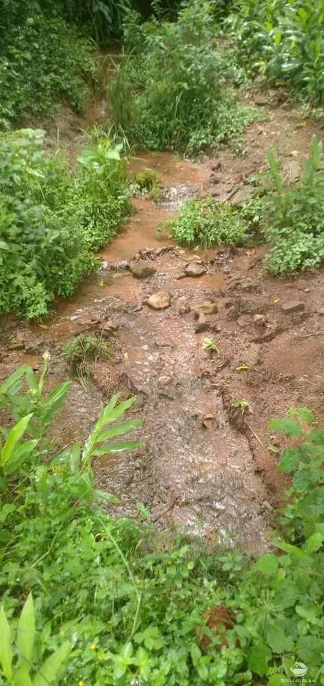 Terreno, 4 hectares - Foto 3