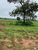 Fazenda, 4660 hectares - Foto 3