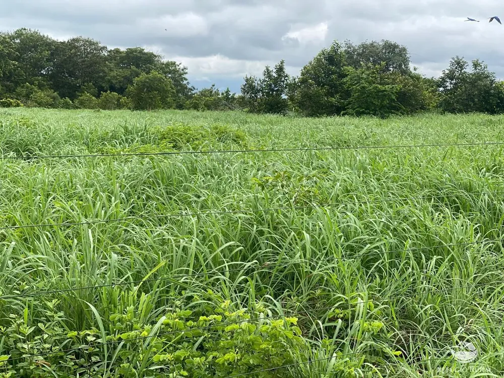 Fazenda, 1113 hectares - Foto 7