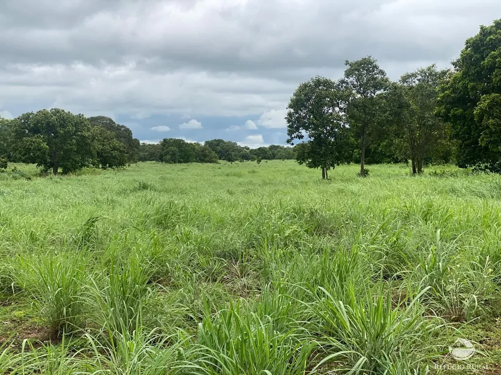 Fazenda, 1113 hectares - Foto 6