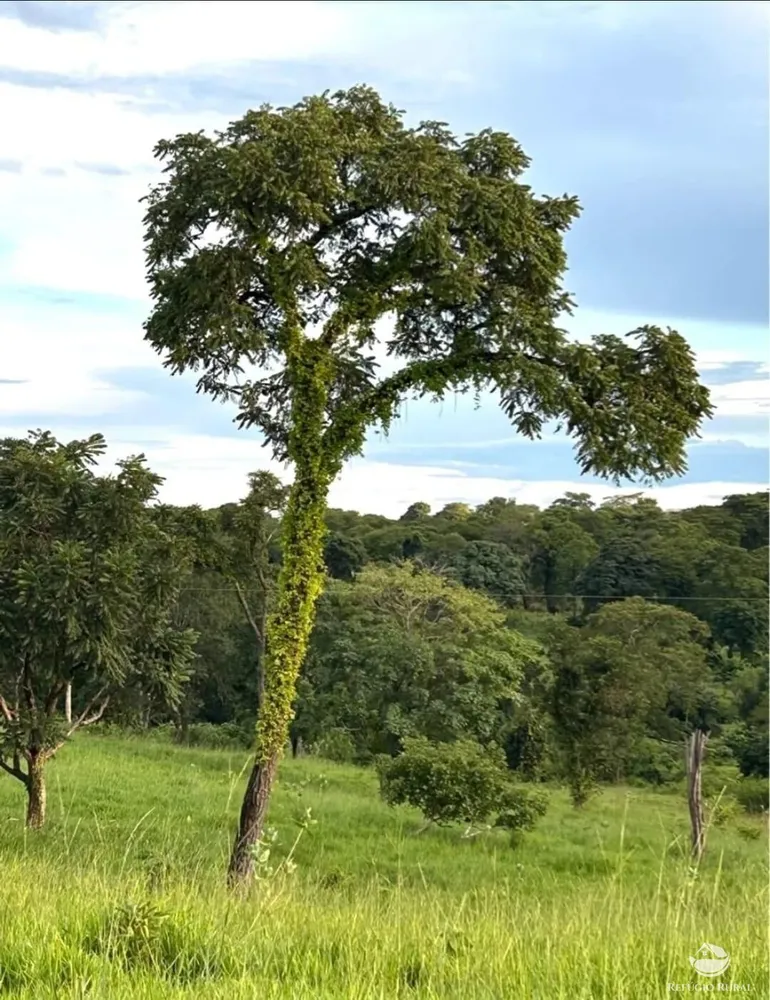 Fazenda, 883 hectares - Foto 5