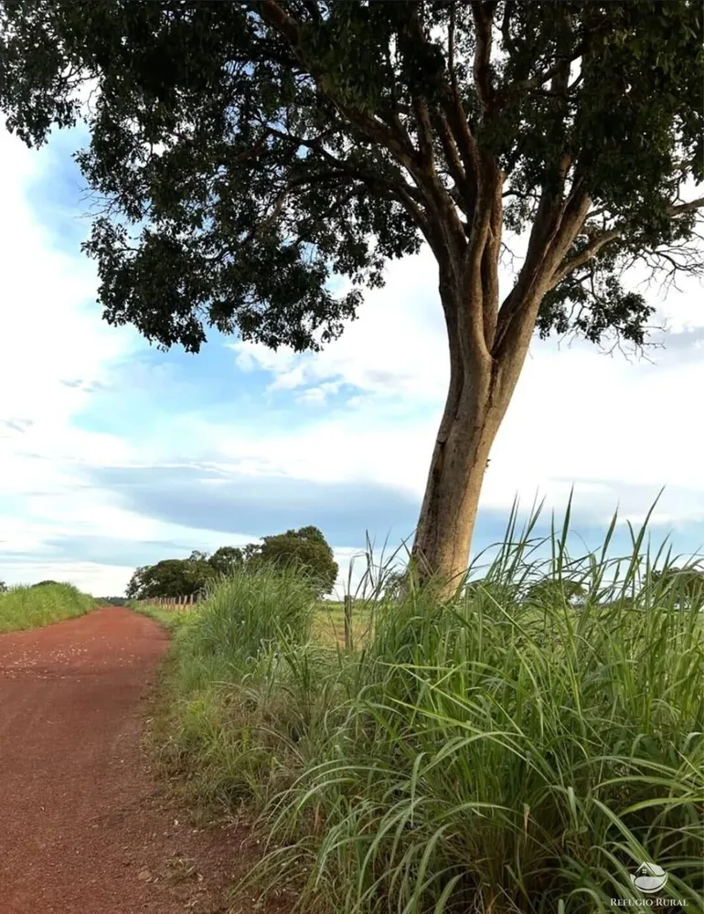 Fazenda, 883 hectares - Foto 10