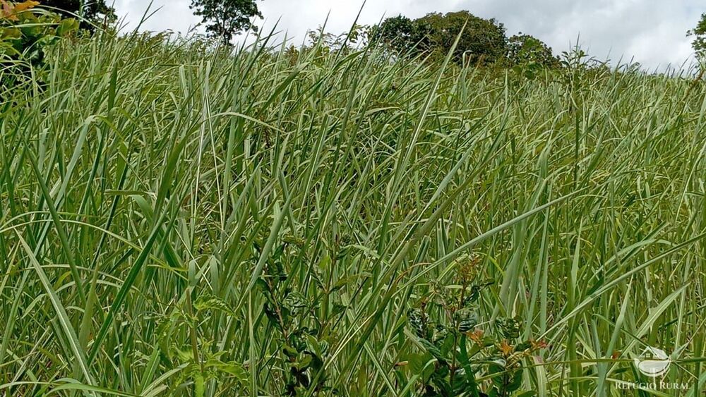 Fazenda à venda com 2 quartos, 3872000m² - Foto 16