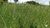 Fazenda-Sítio-Chácara, 387 hectares - Foto 16