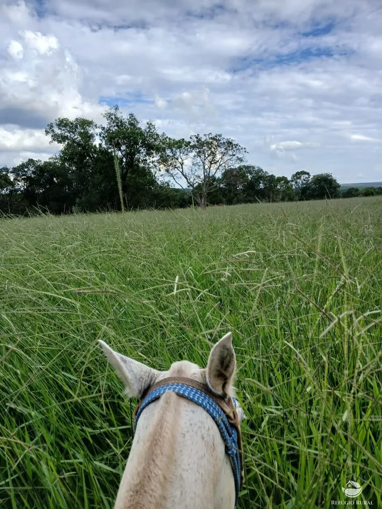 Fazenda, 250 hectares - Foto 15