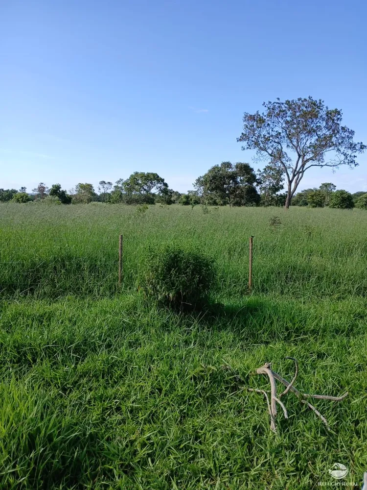 Fazenda, 250 hectares - Foto 9