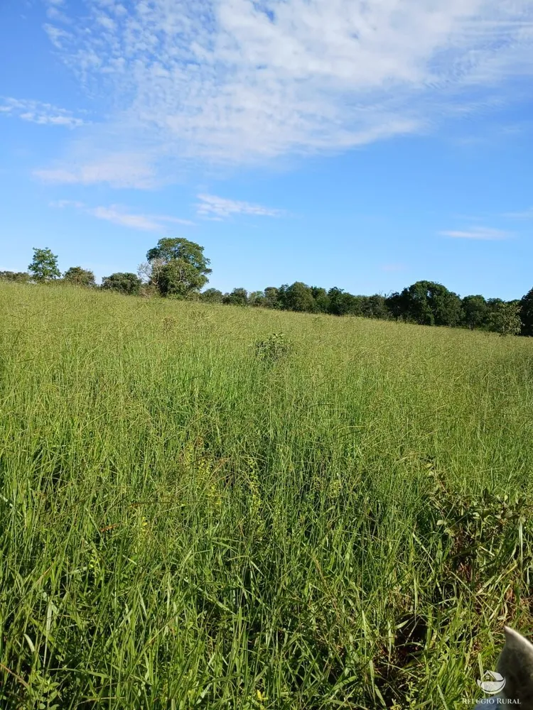 Fazenda, 250 hectares - Foto 13