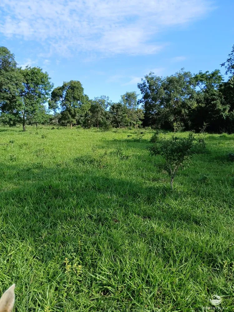 Fazenda, 250 hectares - Foto 11