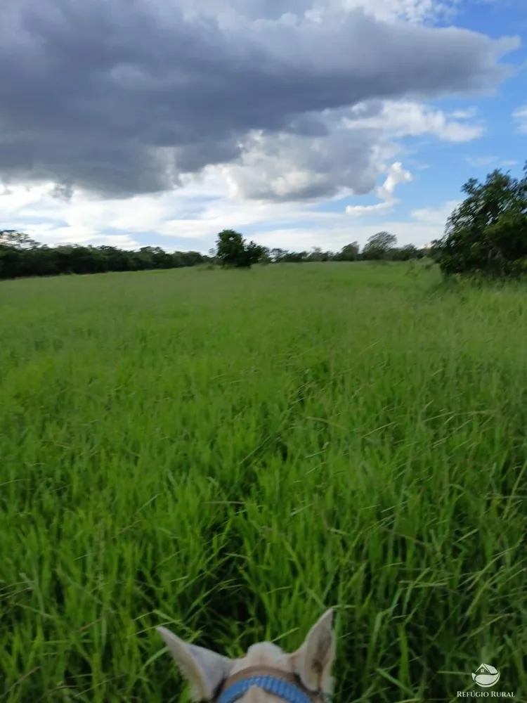 Fazenda, 250 hectares - Foto 12