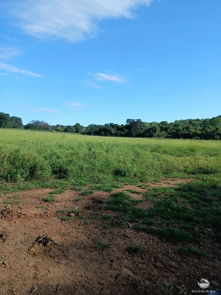 Fazenda, 250 hectares - Foto 14