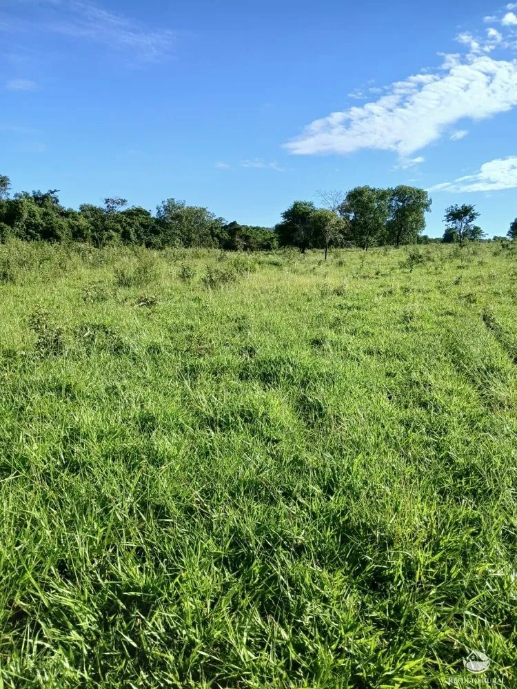 Fazenda, 250 hectares - Foto 5