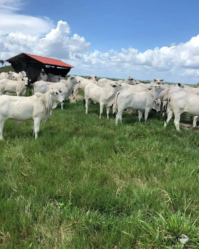 Fazenda, 6000 hectares - Foto 11