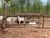 Fazenda-Sítio-Chácara, 2580 hectares - Foto 14