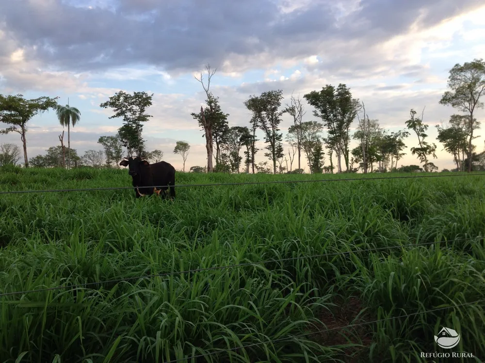 Fazenda, 4859 hectares - Foto 4