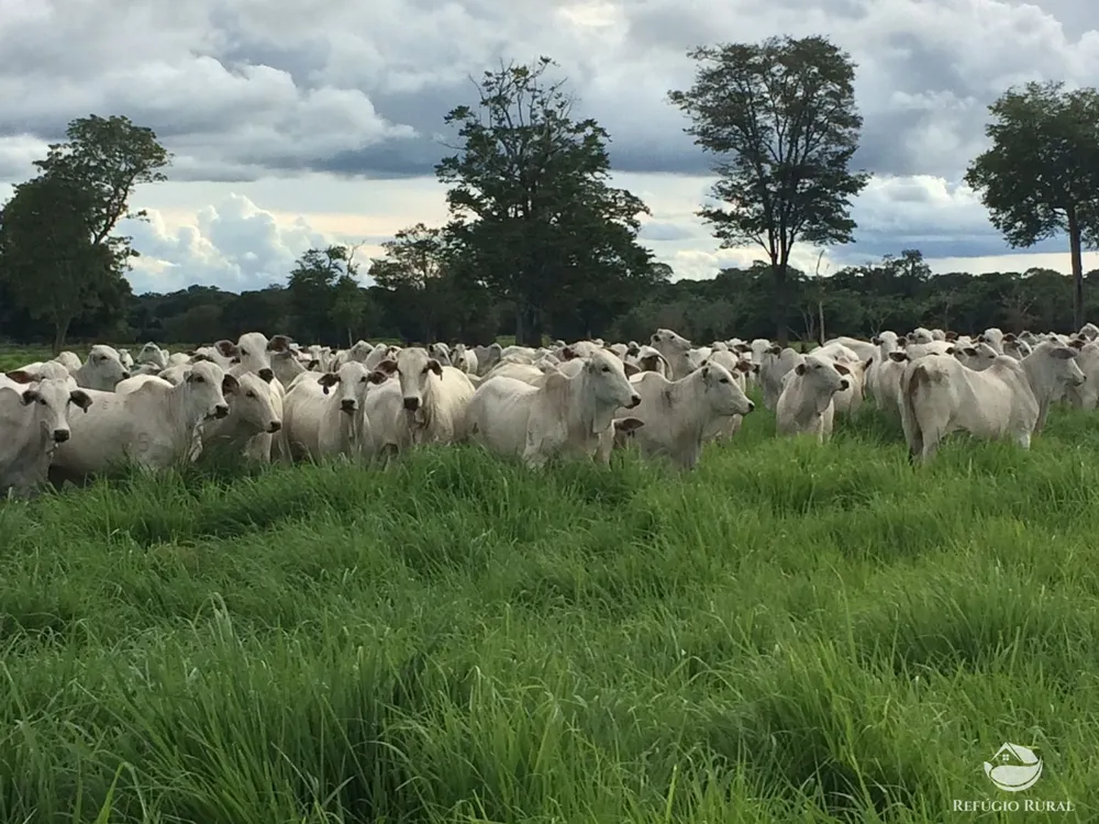Fazenda, 4859 hectares - Foto 14