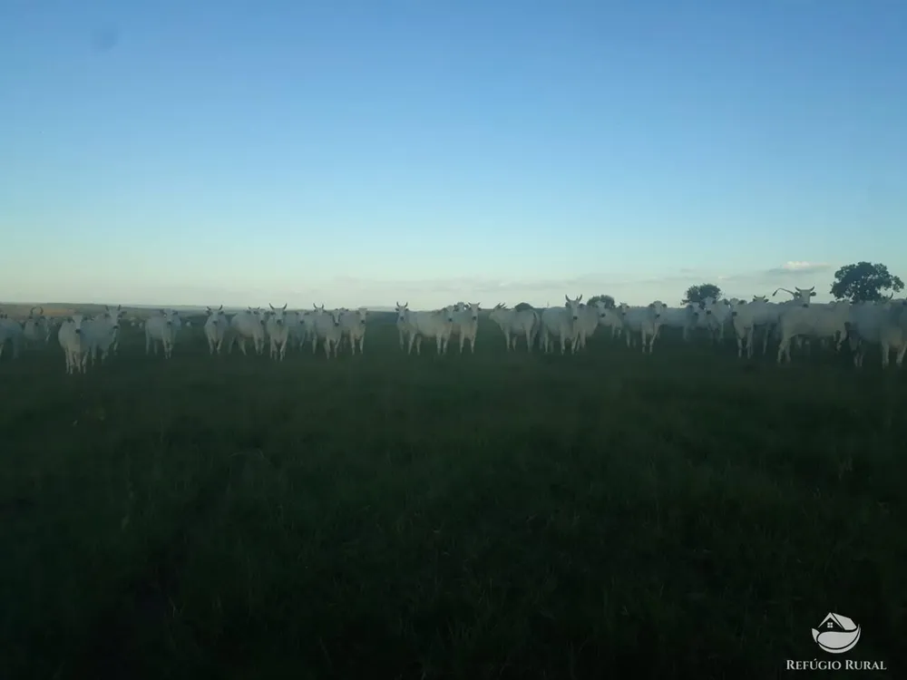 Fazenda, 1490 hectares - Foto 7