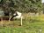 Fazenda-Sítio-Chácara, 68 hectares - Foto 2