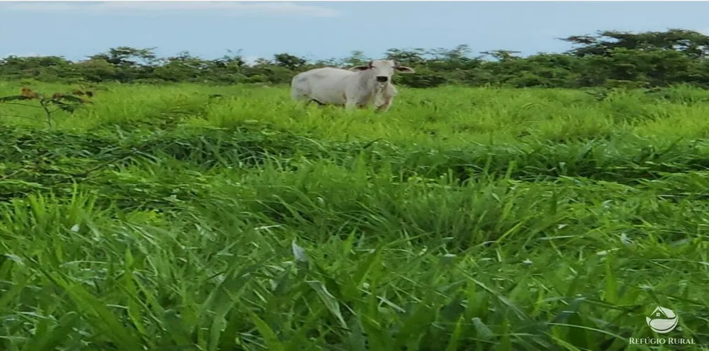 Fazenda, 5058 hectares - Foto 7