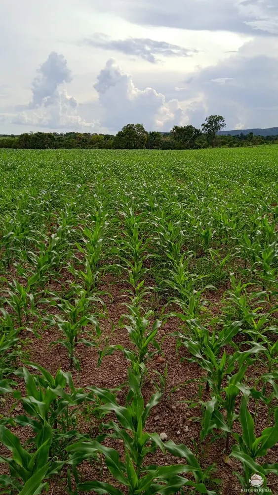 Fazenda, 5058 hectares - Foto 15