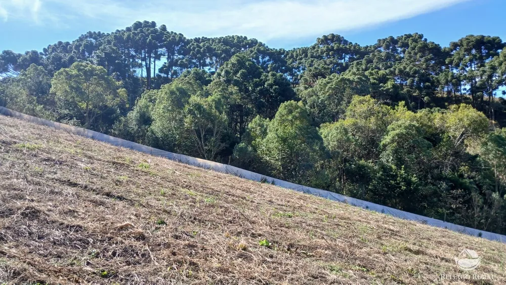 Chácara, 2 hectares - Foto 11