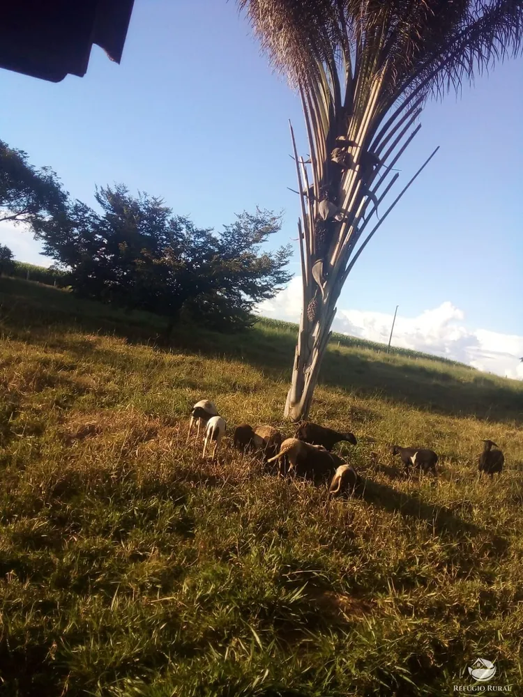 Fazenda, 50 hectares - Foto 4