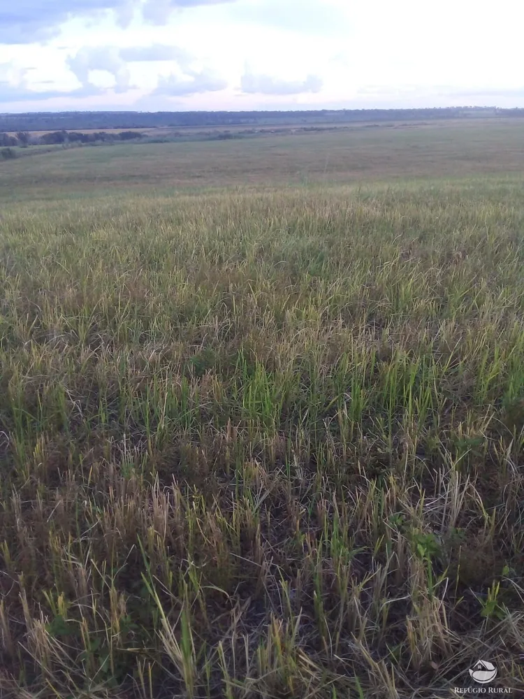 Fazenda, 50 hectares - Foto 3