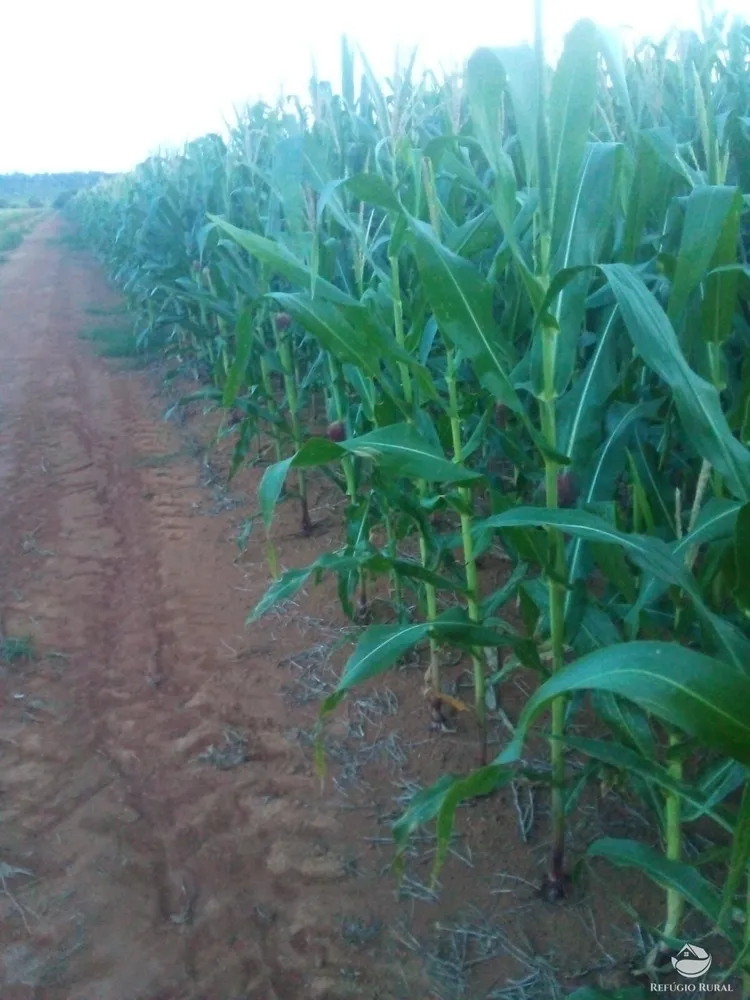 Fazenda, 50 hectares - Foto 1