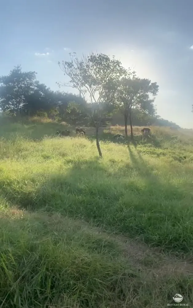 Fazenda, 363 hectares - Foto 1