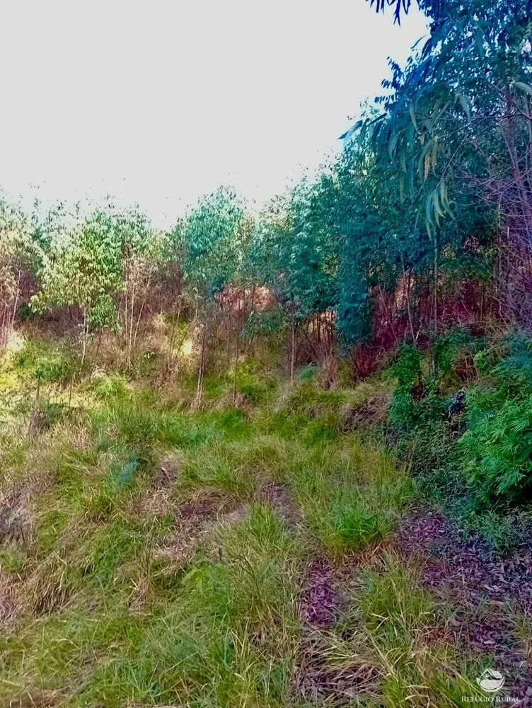 Sítio, 8 hectares - Foto 11