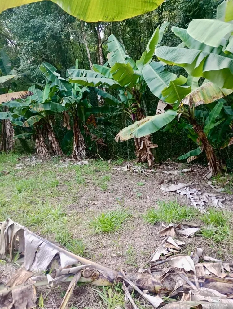 Sítio, 8 hectares - Foto 14