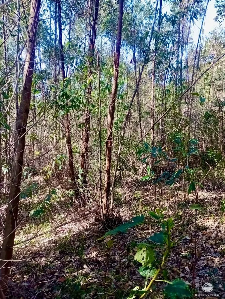 Sítio, 8 hectares - Foto 16