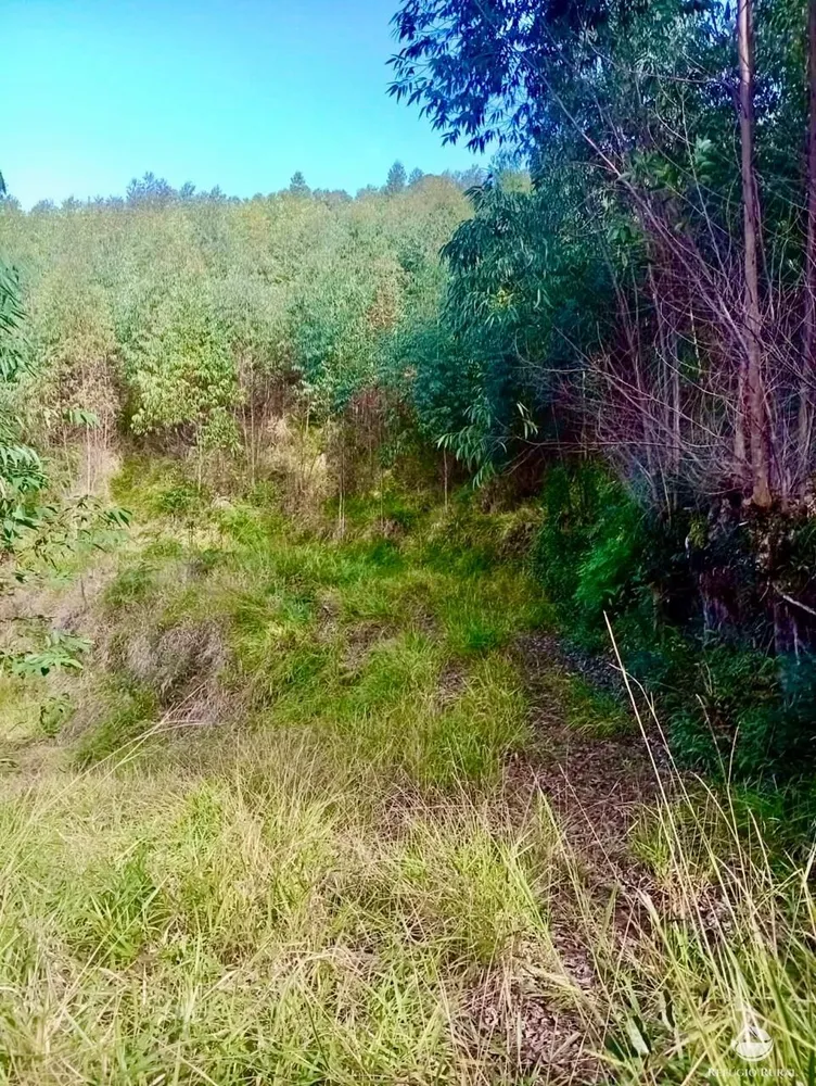 Sítio, 8 hectares - Foto 12