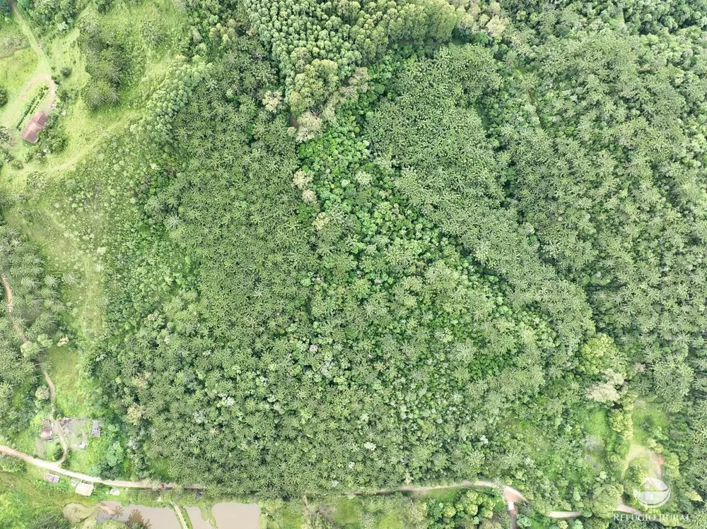 Sítio, 4 hectares - Foto 4