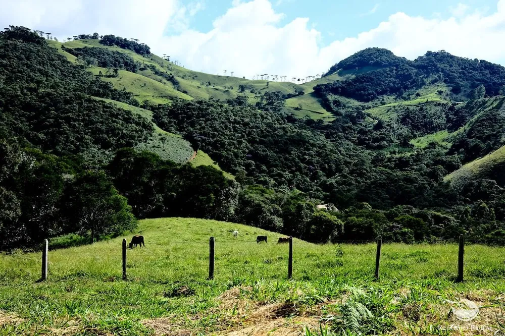 Terreno, 2 hectares - Foto 7