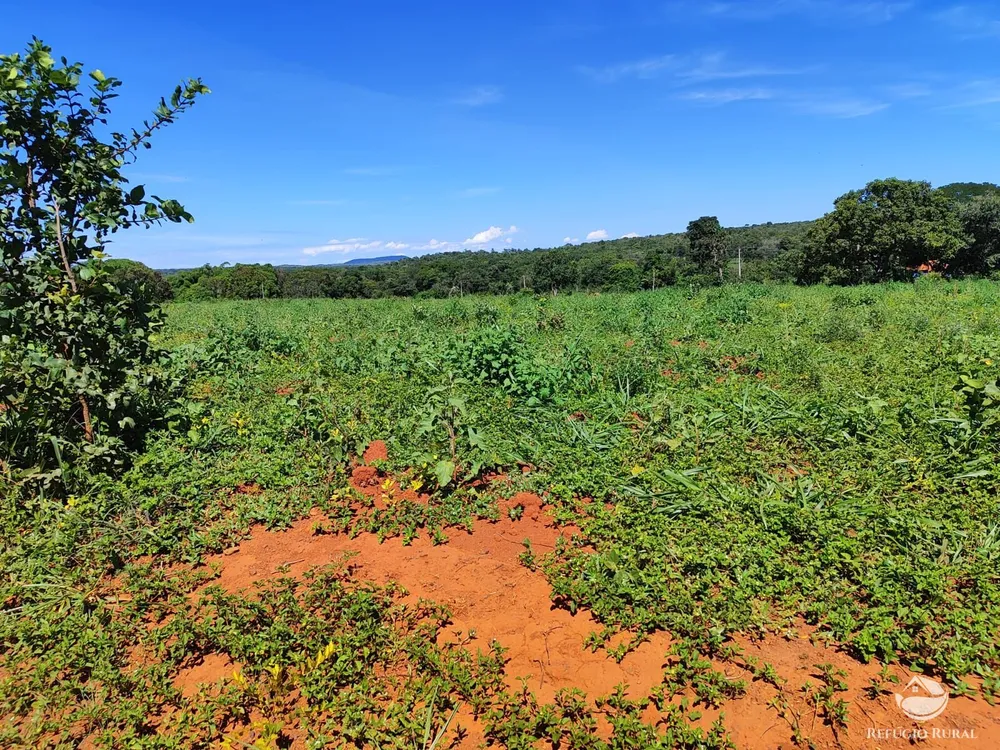 Fazenda, 1300 hectares - Foto 3