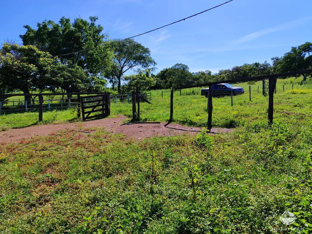 Fazenda, 1300 hectares - Foto 11