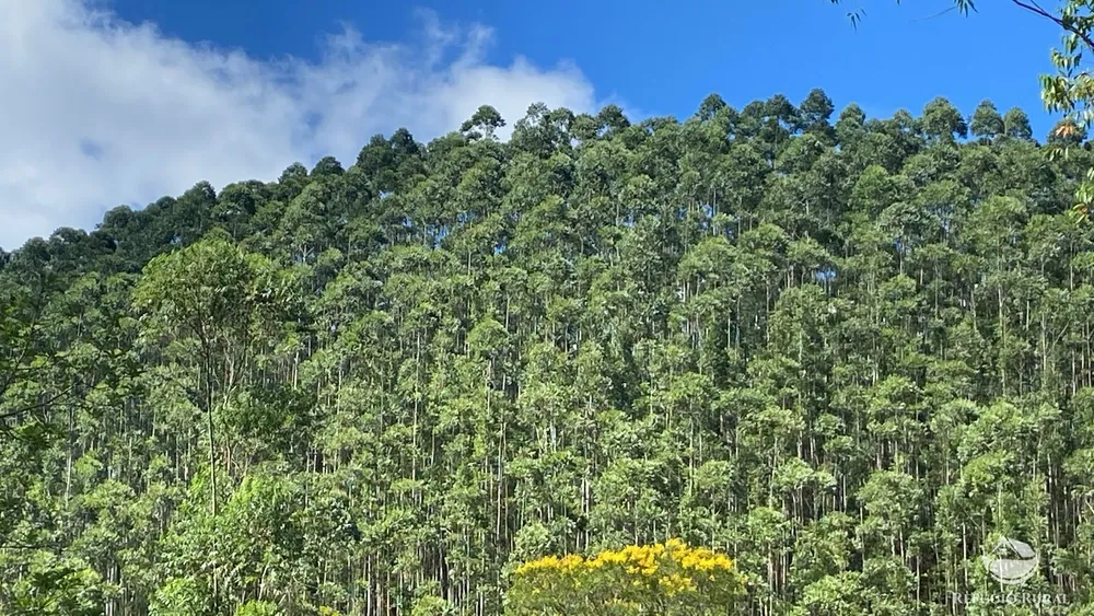 Fazenda, 169 hectares - Foto 3