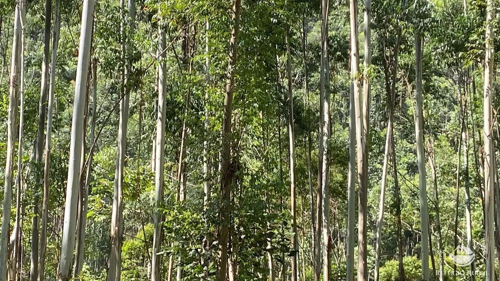 Fazenda, 169 hectares - Foto 12